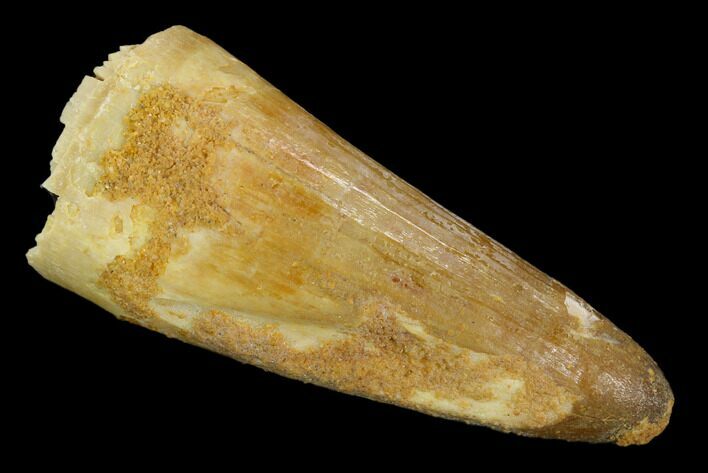 Cretaceous Fossil Crocodile Tooth - Morocco #117947